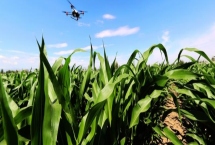 金玉汇1号玉米种子产量特性，中抗小斑病