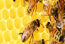 天然荆条蜜的价格,一斤通常超过40元