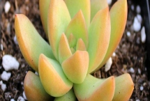 怎么把黄丽养成老桩，要充分晒光并做好浇水施肥工作