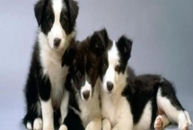 狗咬尾巴的原因，可能是感到无聊或尾巴瘙痒等