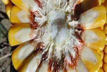 甜富糯2000玉米种子特征介绍，鲜食玉米品种