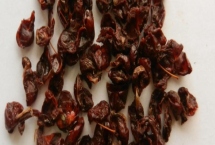 山茱萸种子怎么催芽，主要用浸泡方式