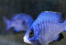 蓝宝石鱼繁殖方法,是卵生类的鱼类