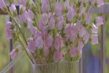 风铃草简介，花朵钟状似风铃