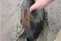 圆顶珠蚌的产地,主产于我国南北方地区的江河湖泊