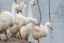 产蛋鹅的饲养管理技术，小型鹅开产时间为150-180天