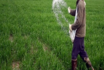 小麦追肥时期在什么时候，一般在拔节期