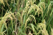 S1035水稻种子产量表现，早造种植全生育期125天