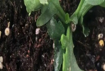 长寿花夏天可以扦插吗，长寿花在夏天可以扦插