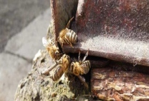 野蜜蜂怎样过冬，首先应储备好足够的蜂蜜