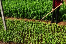 大棚蔬菜冬季施肥注意事项，建议有机肥和无机肥相结合