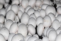 双孢菇的种植方法，在种植时必须要进行光照