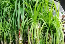 龙血树怎么浇水,不同季节的浇水方法不同