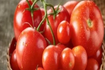 西红柿底部为什么会发黑腐烂，可能发生了晚疫病、褐变型筋腐病、炭疽病等病害