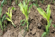 玉米脱肥症状,缺氮时叶尖黄化、缺磷时叶片边缘呈浅紫色、缺钾时叶尖呈烧焦状