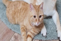 猫为什么突然咬人，可能是长时间被抚摸或受到惊吓等导致