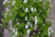 盆栽茉莉的修剪方法，生长期、开花期和花后修剪方法都不同
