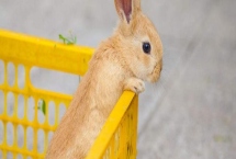 多瓦夫兔的养殖条件，温度达到14-20℃即可养殖