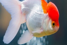 热带观赏鱼的适宜水温，一般可保持在20-32℃