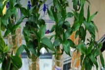 水培富贵竹多久换一次水，可根据季节而定