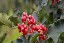 花椒种植市场是否已经饱和，调料需求基本已经达到顶峰