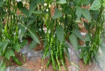 辣椒的施肥方法，应增施优质有机肥