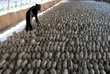 大棚蘑菇的利润有多少，取决于实际产量