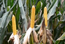 夏蜜甜玉米玉米品种特性,生育期春播86.5天