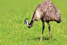 鸸鹋如何养殖，喜欢在宽场的地方上活动