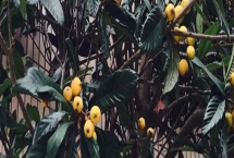 如何培育良种枇杷，关键是要修枝促梢