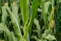 晶甜15玉米种子产量特性，中抗小斑病