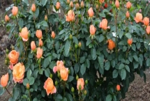 养殖果汁阳台的方法,春秋季节每周浇水2-3次