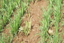 葫新505玉米品种特性，生育期126天左右