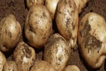 土豆蚜虫如何防治，可物理防治也可化学防治