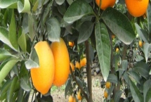 橙子树盆栽从没结过果是什么原因,可能是土壤条件不当或修剪不合理等