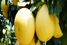 四川内江市资中县的特产，球溪河鲶鱼是当地著名特产