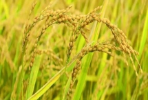 浙杭优K511水稻种子产量表现，注意病虫害防治