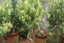 金银花的种植方法，可以采用播种的方法