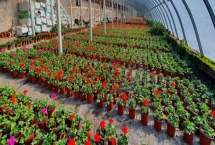 2025年种什么比较赚钱，种植山药利润可观