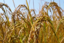 天隆粳391水稻种简介，该品种主茎11片叶