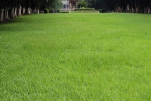 常见的草坪种子，高羊茅适合大范围推广及使用