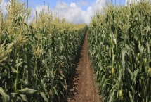 九久黑糯玉米品种特性，4月下旬至5月上旬播种