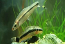 小精灵鱼吃什么，主要以藻类为食