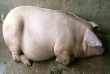 母猪产后不吃食怎么办，根据实际情况采取对应措施