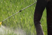 丁草胺除草剂如何在菜地里使用，在播种后出苗前使用