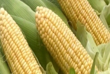 德迪721玉米种子特征介绍，适宜密度为每亩4500株左右