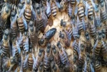 冬季中蜂失王会不会急造王台，可能会造出王台但最好是合并到其它有王群