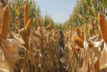 金苹618玉米种简介,生育期127天左右