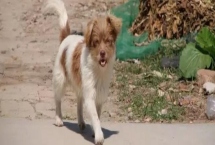 狗狗眼睛红肿的原因和治疗方式，可能是上火或异物进入等