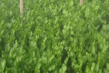 冬季怎么种植芹菜,大小苗要分级定植